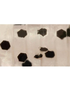 Soft Lure Rapture ULG Cricket