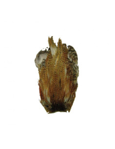 Cock Cape Filstar NATURAL